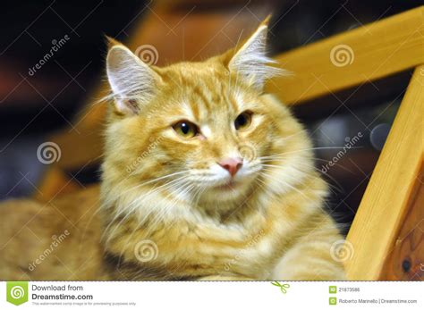 Red Norwegian Forest Cat Portrait Stock Photo Image Of
