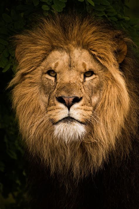 Lion Closeup Lion Images Lions Photos Lion Photography