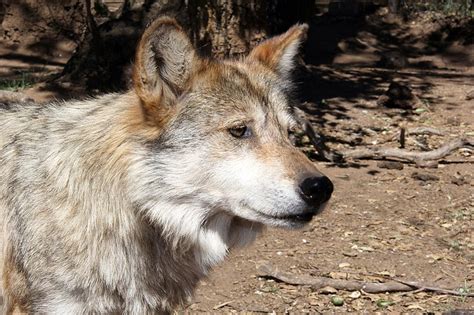 State Briefs Endangered Mexican Gray Wolf Found Dead In Arizona