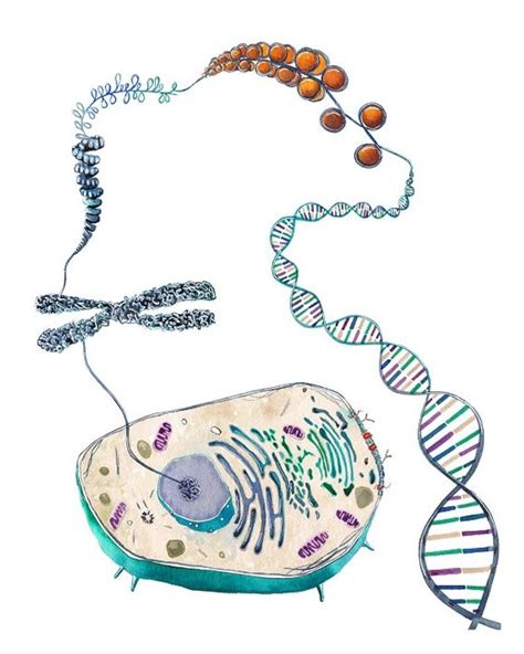 Cell To Helix Science Science Art Biology Dna Genetics Etsy In 2020