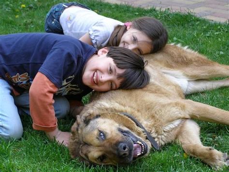 Cómo Hacer Amigos De Verdad Perros Entrenamiento Perros Mascotas