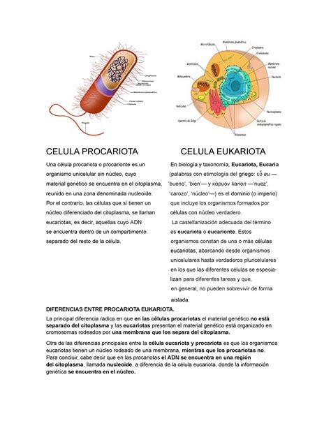 Bitácora Célula Procariota Y Eucariota Celula Procariota Celula