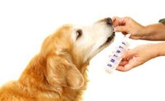 Cheap Pet Meds: Is It Better To Buy Online ...