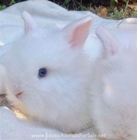 Rare Blue Eyed Baby Bunnies 4 Sale For Sale