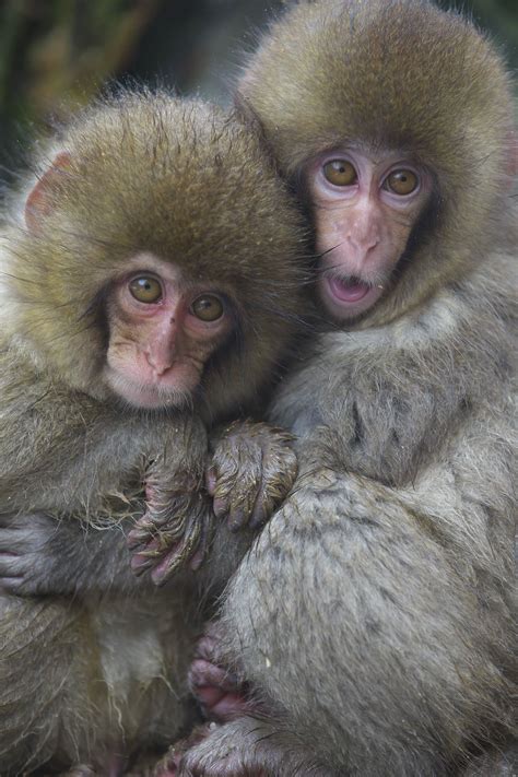 Hugging With Each Other Cute Monkey Majestic Animals Funny Animals