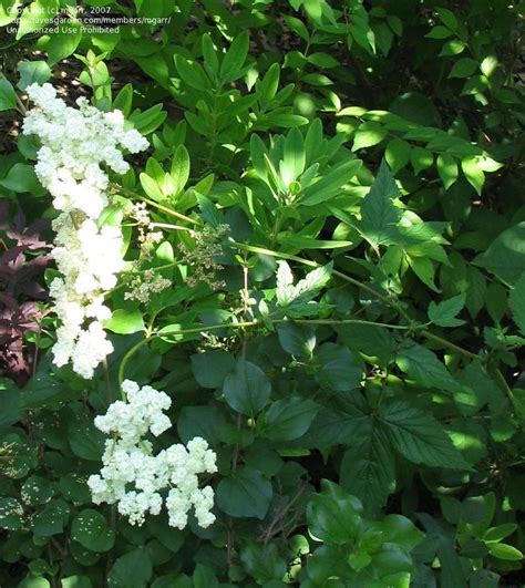 Orchids last a longer time without a water source, even in warmer weather, and these flowers are often used for. PlantFiles Pictures: Queen of the Meadow 'Flore Pleno ...