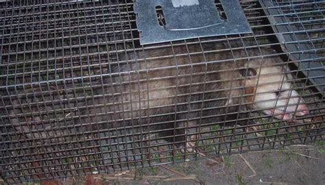 Opossum Trapping Possum Trap