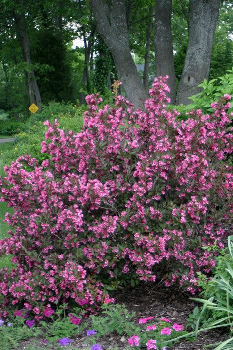 Wine And Roses® Weigela Florida Proven Winners