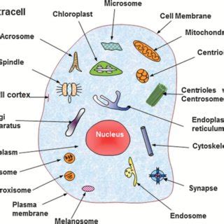 Check spelling or type a new query. A schematic drawing to show the 20 subcellular locations ...
