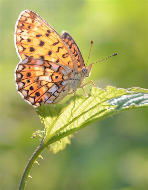 Small Pearl Bordered Fritillary Butterfly Butterfly Photos Butterfly