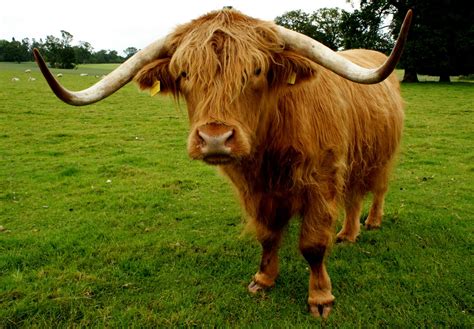 Tour Scotland Tour Scotland Photographs Highland Cow Perthshire