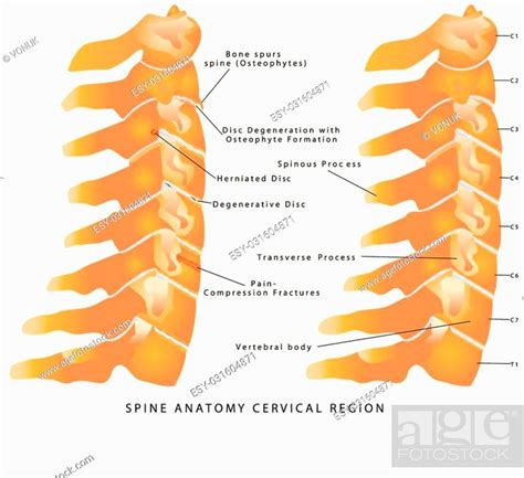 Cervical Spine Spine Anatomy Cervical Region Cervical Spine Lateral