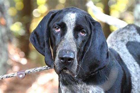 Male Bluetick Coonhound Dog With Floppy Ears Dog Rescue Pet Adoption