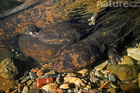 Stock Photo Of Japanese Giant Salamanders Andrias Japonicus Japan