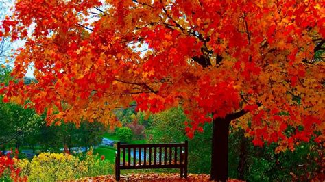 Wooden Bench Under Yellow Red Autumn Leafed Tree During Daytime 4k Hd