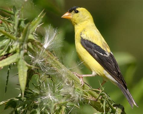 American Goldfinch Facts Habitat Diet Life Cycle Pictures