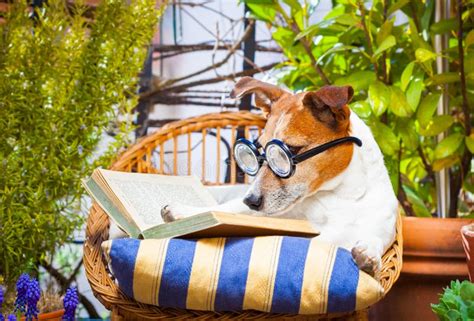 Dog Reading A Book Stock Photo Image Of Journal Book 23515828
