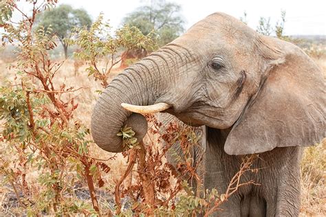 African Elephants Diet Wikipedia Diet Plan