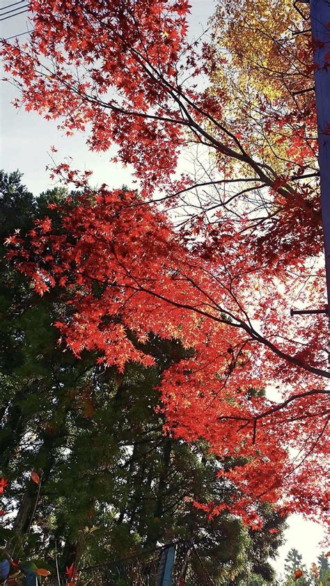Autumn Leaves Landscape Wallpapersc Smartphone