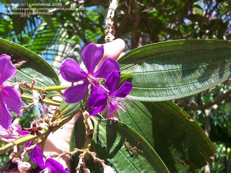 Several of florida's most popular small, flowering trees are easy to grow. Plant Identification: CLOSED: What is this purple ...