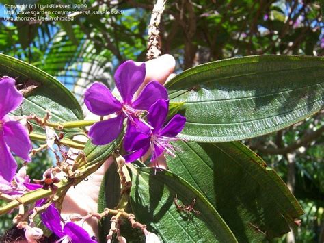 We did not find results for: Plant Identification: CLOSED: What is this purple ...