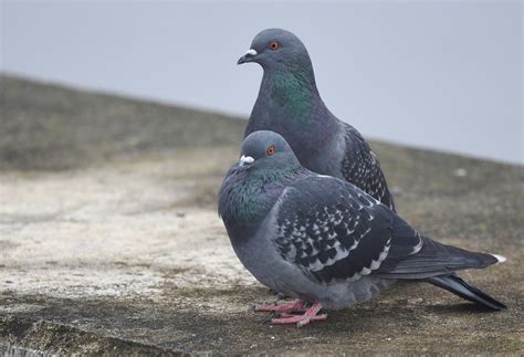 Rock Pigeon Audubon Field Guide