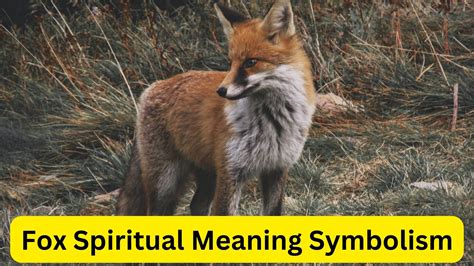 Fox Spiritual Meaning Symbolism Represent Quiet Observation