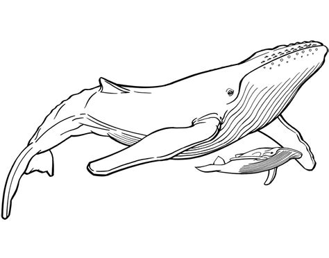 Whale Line Drawing At Getdrawings Free Download