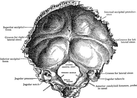 Internal Surface Of The Occipital Bone Clipart Etc