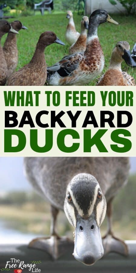 Celebs maintained their figures with dismal offerings like lightly dressed endive and asparagus salad, steamed vegetables, and baked potatoes. What Do Ducks Eat? Your Complete Guide to Feeding Ducks ...
