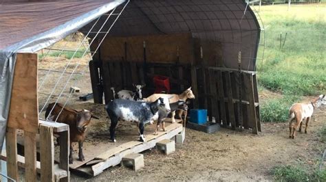 Cheap Easy Goat Shelter Ideas Using DIY Pallets