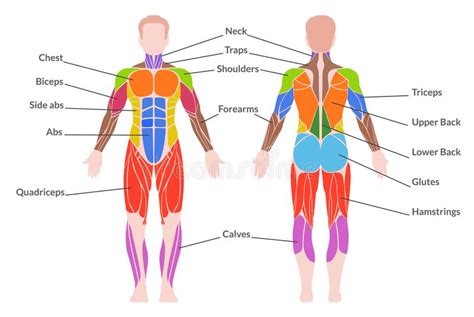 Illustration Of Human Muscles Exercise And Muscle Guide Gym Training