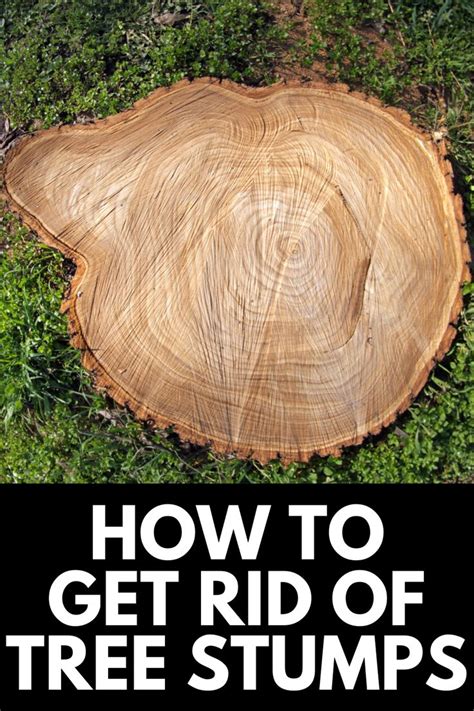 How To Get Rid Of Tree Stumps Permanently 2021 Own The Yard In 2021