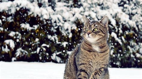 Download Wallpapers 1920x1080 Cat Winter Snow View Full Hd 1080p