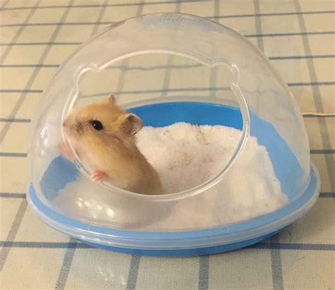 4 Best Hamster Sand Baths Hamster Care Guide