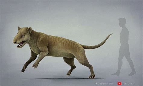 Hyaenodon By Mariolanzas On Deviantart