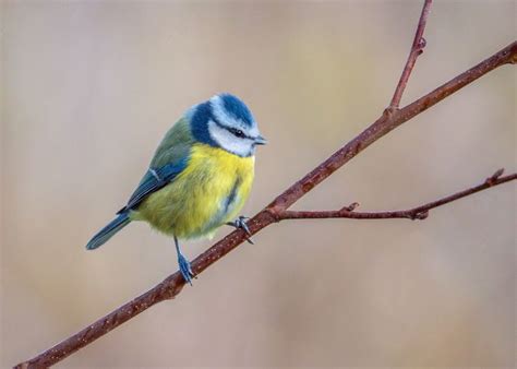 A Small Blue And Yellow Bird Sitting On Top Of A Tree Branch With No Leaves