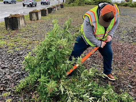 Lewis County Noxious Weed Control Board Works To Solve A Growing