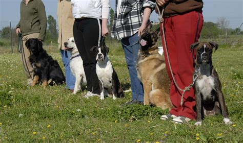 Group Classes Emerald Meadows Dog Training