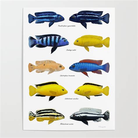 Lake Malawi Mbuna Cichlids 2 Poster By Radek Pomagalski Society6