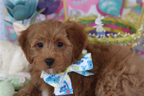 We'd like them to go by the 19th at the latest. Cavachon Puppies For Sale — Foxglove Farm