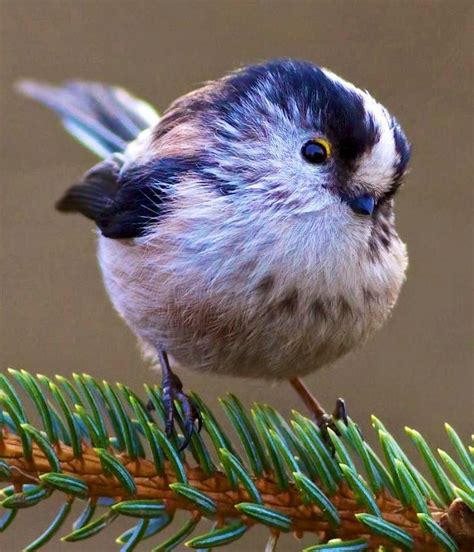 16 Best Images About Cute Birds On Pinterest Photographs Babysitters