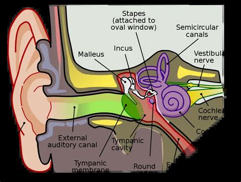 The Smallest Bone In The Body Your Hearing Helper