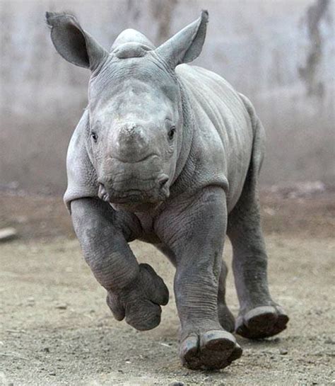 Baby Rhino Rescue Save Baby Rhinos Thanksgiving Coffee Animal