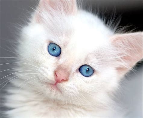 I Want This Kitten White Cats Cute Cats Beautiful Cats