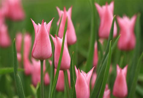 Pink Tulip Tree