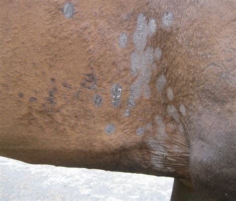 Dermatophytosis Microscopy 02 Illustration Horses Vetlexicon Equis