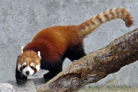 Red Panda Red Pandas Live In The Cool Temperate Bamboo For Flickr