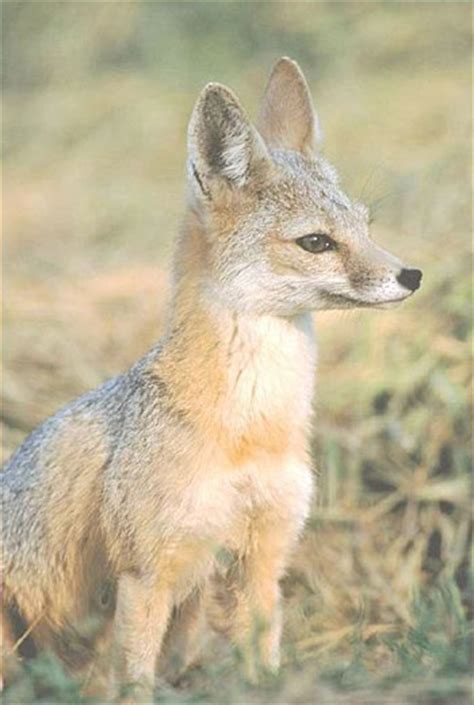 Swift Fox The Animal Files