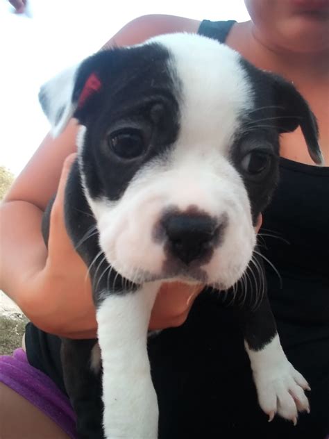 Our dogs are house dogs, and the puppies are born and raised indoors as part of the family. Boston Terrier Puppies For Sale | Hico, TX #305078